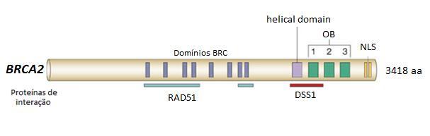 Já o gene BRCA2, localizado no cromossomo 13 (13q12.
