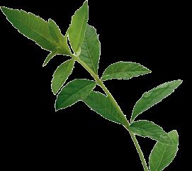 VERBENA A fragrância fresca de Verbena vem de suas folhas, que meramente amassadas nas mãos já exalam um aroma maravilhoso, puro e fresco.