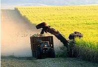 O Protocolo Agroambiental e suas principais diretivas Protocolo Agroambiental do Setor Sucroalcooleiro: