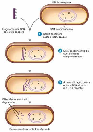 MICROBIOLOGIA, IMUNOLOGIA E PARASITOLOGIA 3.