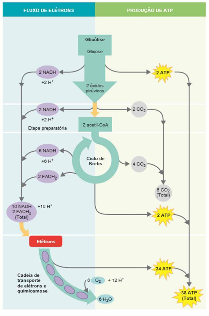 MICROBIOLOGIA, IMUNOLOGIA E PARASITOLOGIA Figura