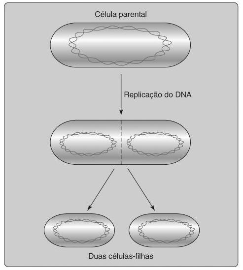 Unidade II total das duas células-filhas.