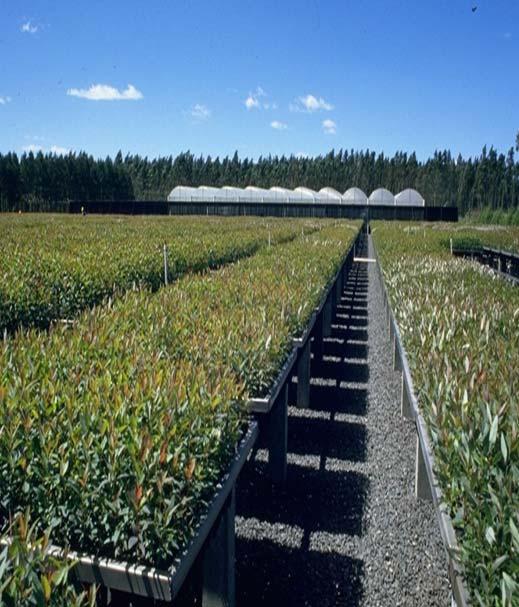 com Florestas Plantadas = 7,2 M de ha (0,8% de ocupação sendo 5,0 M ha