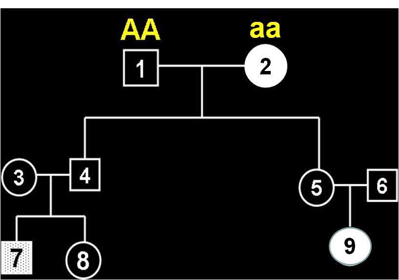 7) Na genealogia citar os