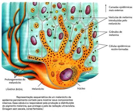 Biologia Tecido Epitelial Prof.