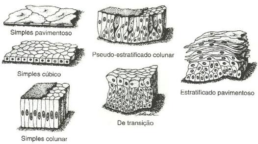 formados por uma única camada de células (uniestratificado) ou por várias