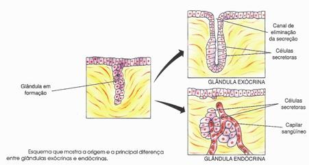 CORAÇÃO (PERICÁRDIO). Epitélio glandular (glândulas) As células desse epitélio são especializadas na produção e eliminação de substâncias úteis ao organismo, as secreções.