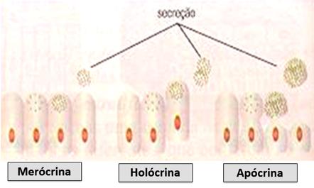 Biologia Tecido Epitelial Prof. Enrico Blota Glândulas exócrinas Eliminam suas secreções para fora do corpo ou cavidades internas dos órgãos, através de um canal ou ducto.