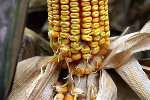 Mutante vivíparo de milho (não produz ABA) Fonte: http://ipm.missouri.