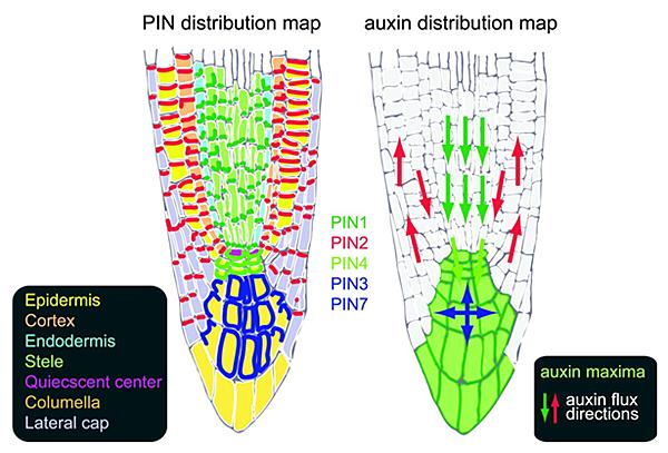 Distribuição da auxina na raiz Fonte: http://mob.wmmrc.