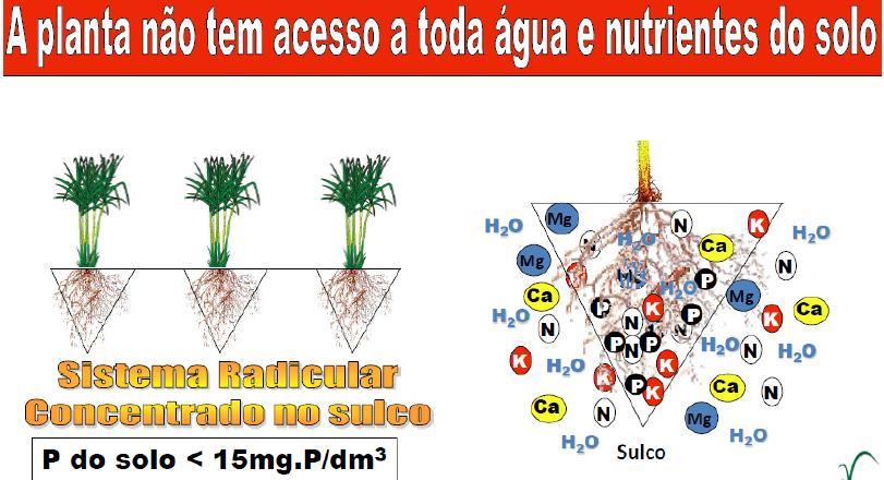 Plantio em Solo com