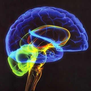 O cérebro é o órgão do corpo que controla os sentimentos, os pensamentos e os