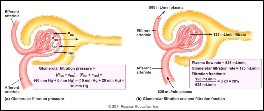 FILTRAÇÃO GLOMERULAR Depuração renal ou plasmática de um marcador corresponde ao volume de plasma filtrado por unidade de tempo (ml/min) Taxa de filtração glomerular (TFG) corresponde à soma da