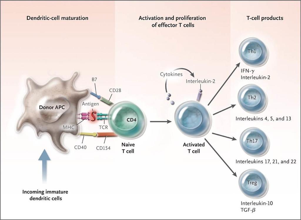 Lundy SK, PhD, Fox DA, MD, Gizinski A, MD. Introduction to clinical immunology: overview of the immune response, autoimmune conditions, and immunosuppressive therapeutics.