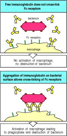 imunoglobulinas