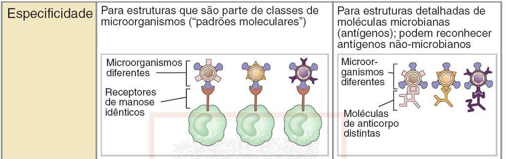 migrar para tecidos periféricos Componentes: fagócitos, granulócitos, complemento.