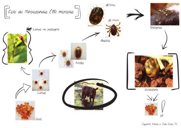 Capítulo 1 Classificação, distribuição geográfica, ciclo biológico e importância econômica das principais espécies de carrapatos no Brasil 5 FIGURA 1.2.