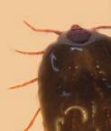 Filo Arthropoda Classe Arachnida Subclasse Acari Superordem - Parasitiformes Ordem Ixodida Superfamília Ixodoidea Família Ixodidae Subfamília Rhipicephalinae Gênero Rhipicephalus Espécie