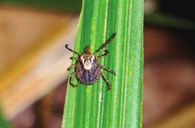 8 Capítulo 1 Classificação, distribuição geográfica, ciclo biológico e importância econômica das principais espécies de carrapatos no Brasil FIGURA 1.5. Amblyomma cajennense. Foto: Jaqueline Matias.