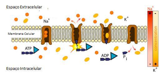 4.2.2 Toxicologia Molecular Como já foi referido, a digoxina liga-se à ATPase Na + /K + do sarcolema, que catalisa um influxo de 2 iões K + e um efluxo de 3 iões Na +, contra os respetivos gradientes