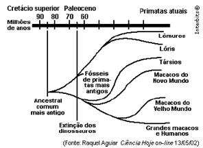 e) Homólogas, porque têm funções diferentes, mas possuem a mesma origem. 8 EXERCÍCIO DE CASA 1. Foi proposto um novo modelo de evolução dos primatas elaborado por matemáticos e biólogos.