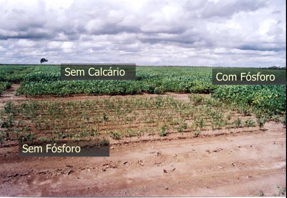 Manejo da Adubação Fosfatada Adubação de Correção: 1.