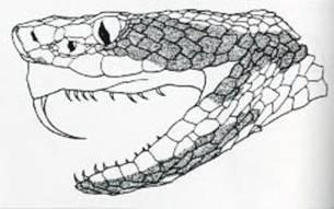 3 Figura 1 Demonstração das presas de serpentes do gênero Bothrops spp 2.