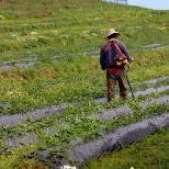 Objetivos Específicos Desenvolvimento e crescimento económico sustentável dos setores da produção agrícola e agroalimentar.