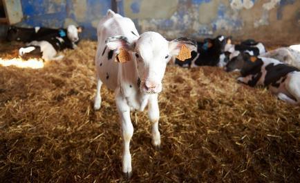 Ação 10211 PEQUENOS INVESTIMENTOS NA EXPLORAÇÃO AGRÍCOLA Promover a melhoria das condições de vida, de trabalho e de produção dos agricultores Contribuir para o