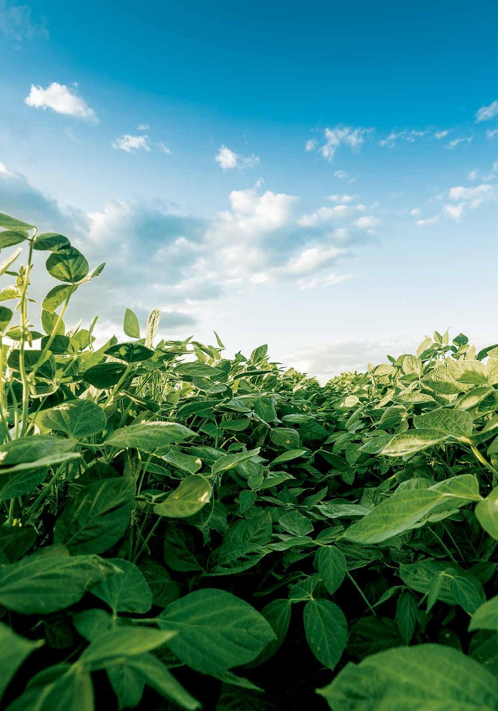 Rogério Mazzutti Canarana - MT - 1,9 ha Na Monsoy plantamos os melhores investimentos para que você, agricultor, colha os melhores resultados.