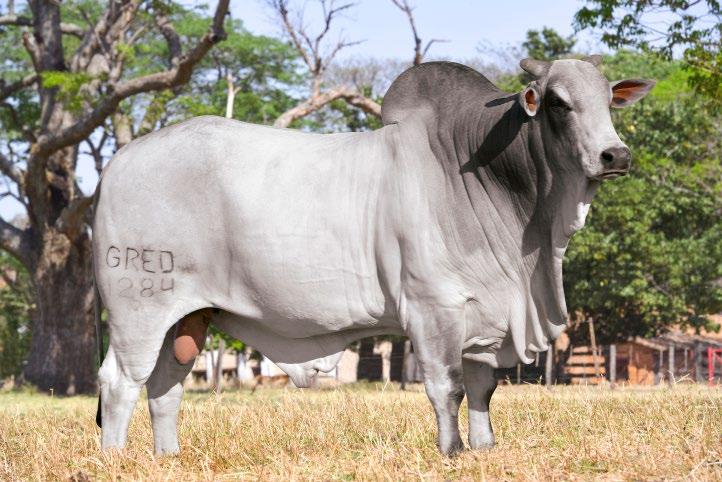 NE00593 DUENDE DA GRENDENE Filho de Tecelão da SM em vaca Nadã da Bonsucesso.