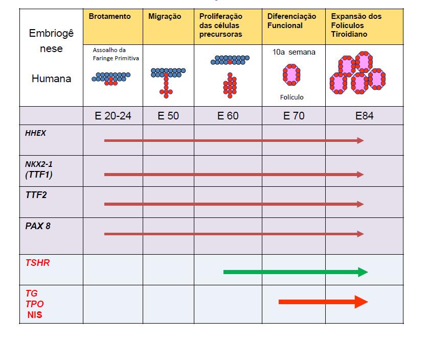 Estudo Complementar Leitura recomendada: Fisiologia (M Aires) Capítulo: Glândula Tiróide 3 a edição/4 a edição Desenvolvimento da glândula tiróide e diferenciação da célula folicular tiroidiana