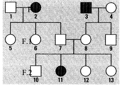 b) ilustrar as relações entre os membros de uma família. c) prever a frequência de uma doença genética em uma população. d) relatar, de maneira simplifcada, histórias familiares. 95. (UECE 2003.