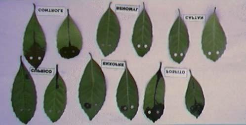 aplicação. Foi feita apenas uma avaliação, verificou-se que as mudas estavam enquadradas nos padrões de qualidade, a sua altura e enfolhamento e a percentagem de mortalidade das mudas causadas por C.