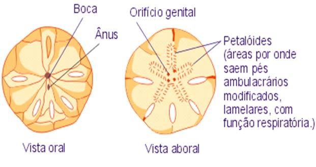 Ouriço: Brânquias ao redor da boca Estrela-do-mar: entre os espinhos Pepino-do-mar: árvore respiratória EXCREÇÃO Sistema