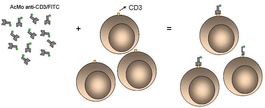 Citometria de Fluxo Imunofenotipagem e Avaliação da Produção de Citocinas 25 Por exemplo, o receptor de superfície CD3 está presente na membrana de todos os linfócitos T, e se utilizarmos um