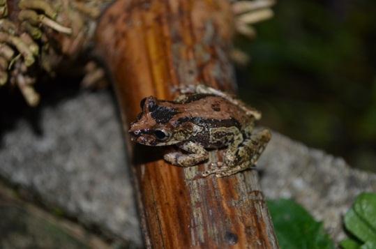 Perereca Thamnodynastes strigatus Cobra espada Estável Bothrops fonsecai Jararaca, Cotiara, Urutu Vulnerável A B C D Figura 1: Espécies e gêneros