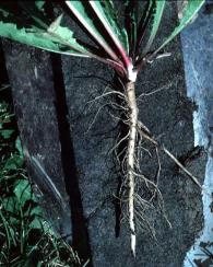 vaginatum 14 sementes/m 2 (McGraw, 1980, citado por McGraw & Vavrek, 1989) Banco Solo orgânico de sementes - Bianuais Vegetam no primeiro ano, e florescem/produzem sementes no segundo ano Requerem