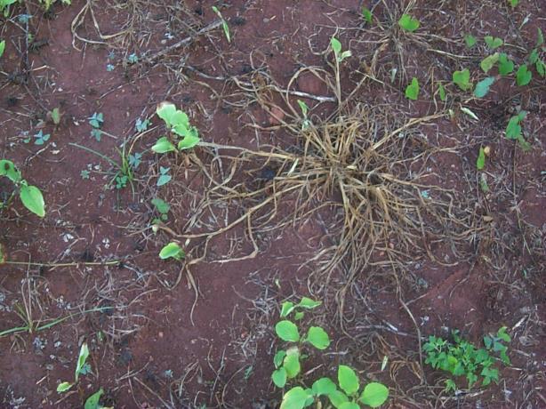 1.4. Classificação quanto ao habitat: - Terrestres: - áreas agrícolas