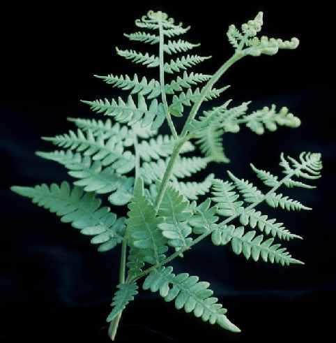 planta daninha importante Exemplos de Pteridophytas