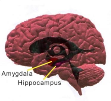 de medo. Segundo o que se acreditava antes, isso não poderia ser verídico, uma vez que a amígdala é uma estrutura que começou a se desenvolver nos mamíferos.