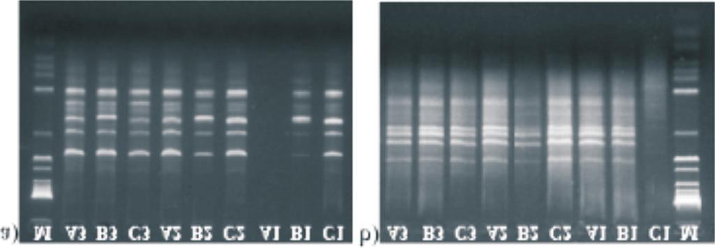 Considerando-se a concentração de DNA isolado, o protocolo 3 foi mais eficiente, pois extraiu maior quantidade de DNA. Referências Figura 2.