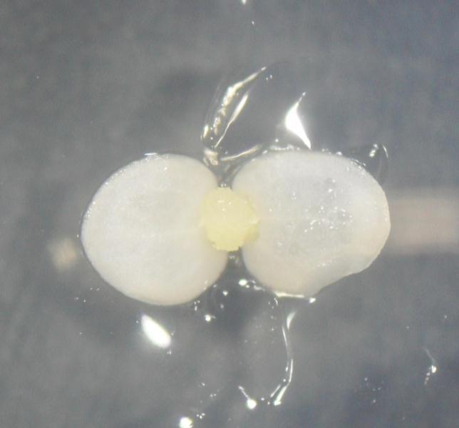 50 A B 0,5mm 0,5mm Figura 6- Experimento com diferentes métodos de desinfestação: A. Embrião zigótico após 22 dias de inoculação no Tratamento 2; B.