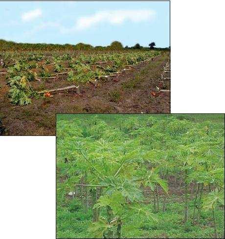 Pessoal, só tem uma solução quando as plantas de mamoeiro estão com vírus, é cortar e destruir, pois se não as plantas doentes passam o vírus para as plantas sadias