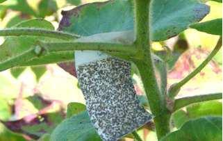 Amigos, essa vespinha vai localizar as massas de ovos, parasitando-os, assim nós não vamos ter lagartas desfolhadoras.