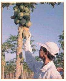 Amigos, nós colhendo o mamão antes de atingir o ponto de maturação já evita o ataque da mosca das frutas.