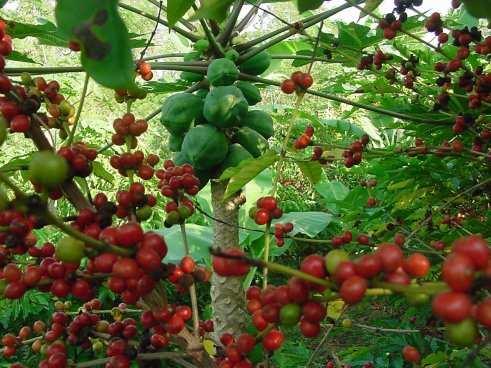 Nós podemos plantar mamão com café e feijão guandu.