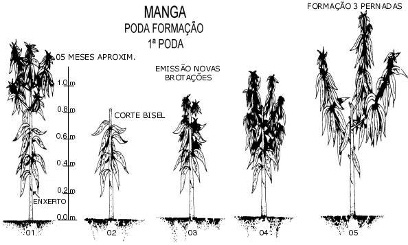 de 60 a 80 cm do solo. O local do corte do ramo deve ser abaixo do nó e o momento de se fazer a poda é quando este local já se encontra lignificado.