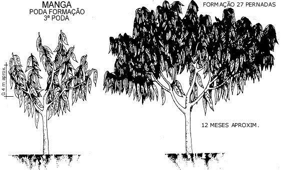 Figura 5.8. Terceira poda de formação da mangueira (Desenho: EMBRAPA Semiárido). 13