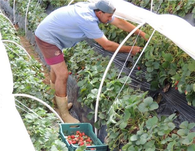 Deslocação de microfribilas de celulose; Deformação permanente das células; Energia restante ruptura das células através da pisadura; Fatores que aumentam a suscetibilidade Manuseio a granel;